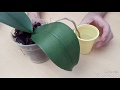 Recuperar una Orquídea con las raíces podridas