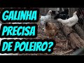 Galinha caipira ou frango precisa de poleiro pra dormir a noite ou podem ficar no chão? Dica  Aves