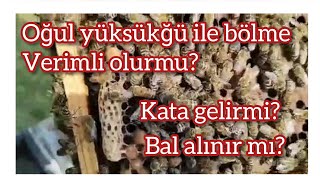 OĞUL YÜKSÜKĞÜ İLE BÖLME / VERİMLİ OLURMU? TEK ÇERÇEVE BÖLÜMLE BAL ALMAK MÜMKÜN MÜ?