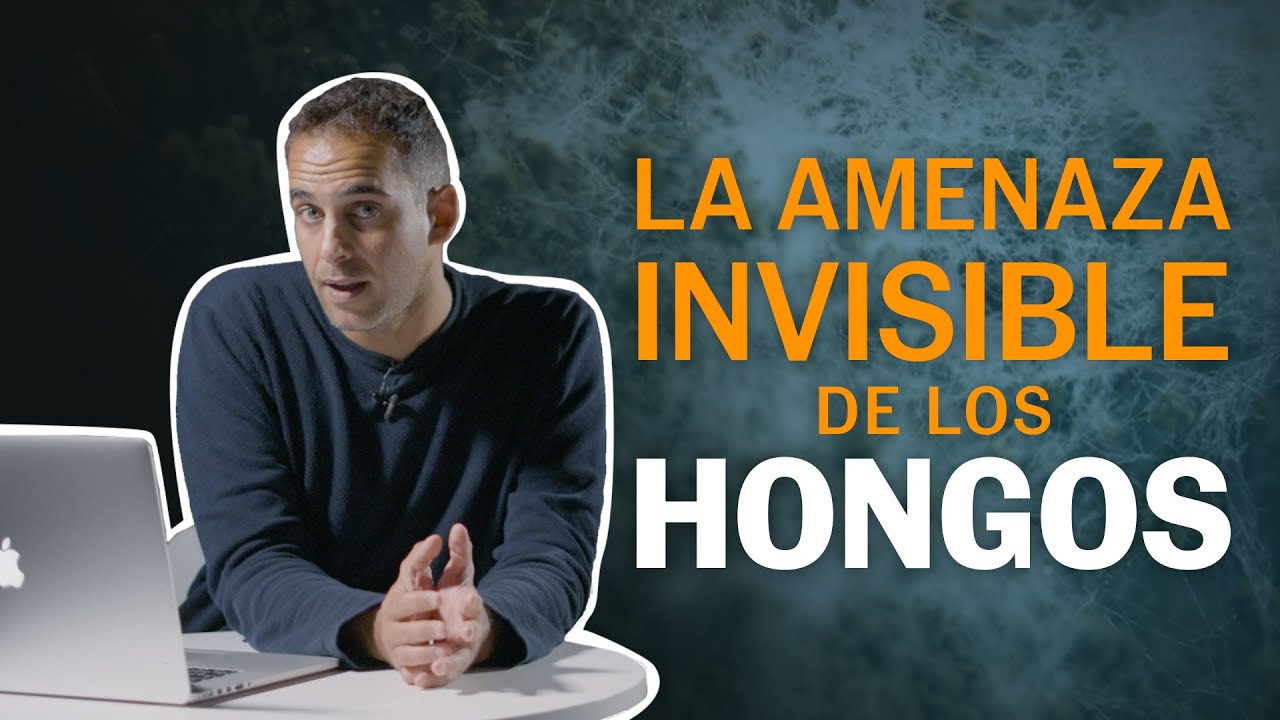 Hongos: no estamos preparados para una pandemia. La OMS alerta de 19 especies mortales | EL PAÍS