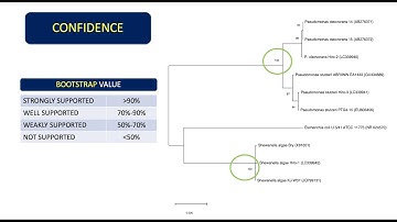 How To Analyze Phylogenetic Trees | Interpret Bootstrap Values and Sequence Divergence 👨🏻‍💻🧬