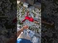 Esta chica se baña con dinero: mucho dinero #shortvideos #facts #hechos #shorts #ytshorts #ytviral