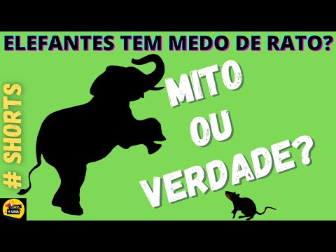 Vídeo: Por que os elefantes têm medo de ratos?