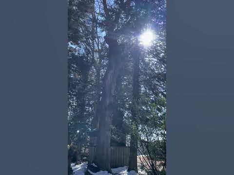 矢原神明宮 三 残雪と木漏れ日 YouTube