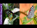 10 Mariposas más hermosas del mundo