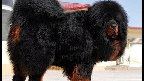 Por que o mastim tibetano é tão caro?