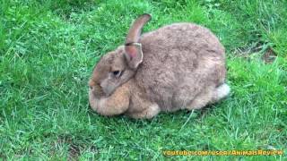 Fat Flamish Bunny Rabbit by AnimalsReview 49,443 views 7 years ago 44 seconds