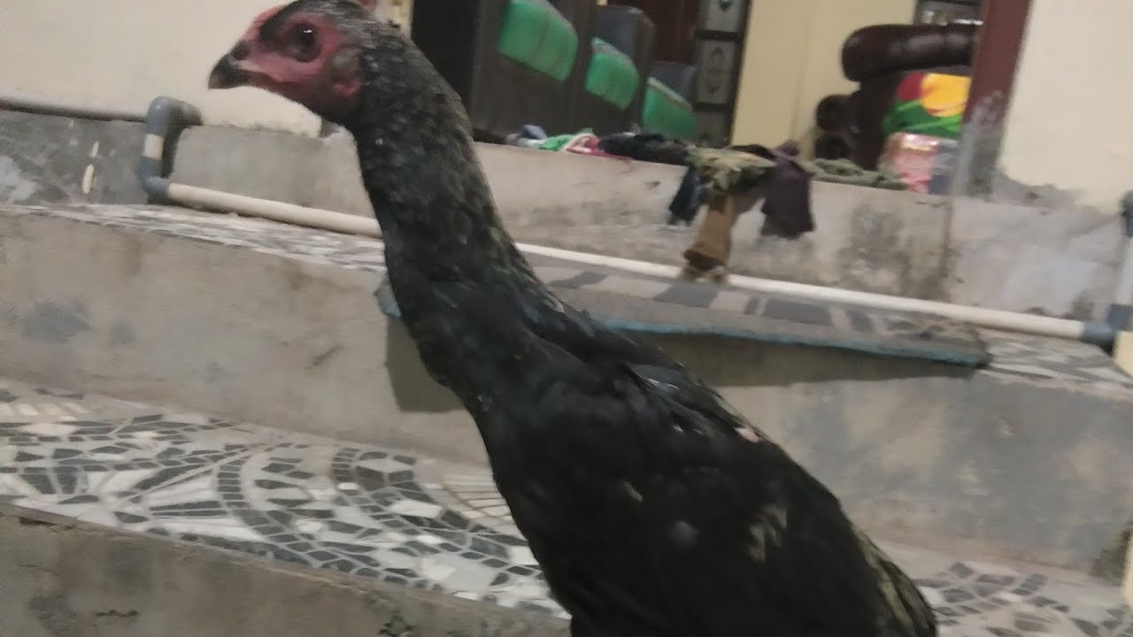 ayam mangon umur 4bulan - YouTube