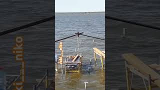 #осётр #аккр