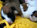 Boxer puppies 14 days old II.