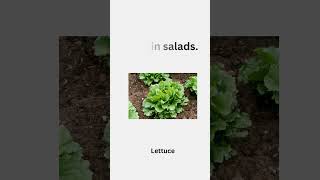 Vegetable Crossword Puzzle | Viral Game | Viral Puzzle #shorts