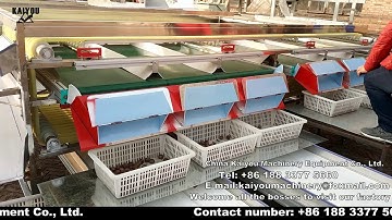 olive  classifier Olive sorting machine Walnut machine selection