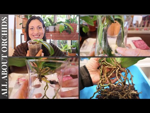 Βίντεο: Προβλήματα με τα φυτά χρυσάνθεμου - Πώς να διορθώσετε τα κίτρινα φύλλα στο χρυσάνθεμο