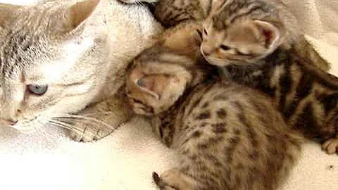 Video 11809031: snow leopard bengal, bengal litter, mother bengal, eyed bengal, bengal beauty, blue bengal, baby bengal, kitten