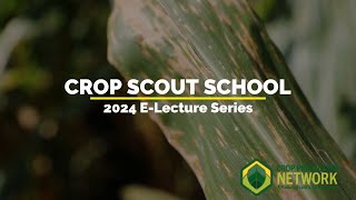 How to Estimate Corn Yield