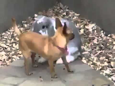 Funny Animal Breedin