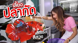 เลี้ยงปลากัดง่ายๆ มือใหม่ต้องดูแลยังไงบ้าง | MarangMod Channel