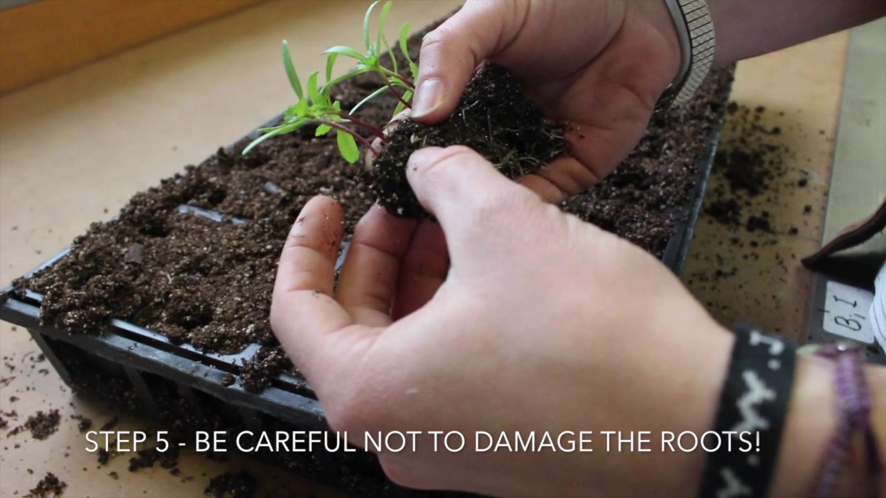 Transplanting Marigold Seedlings Youtube
