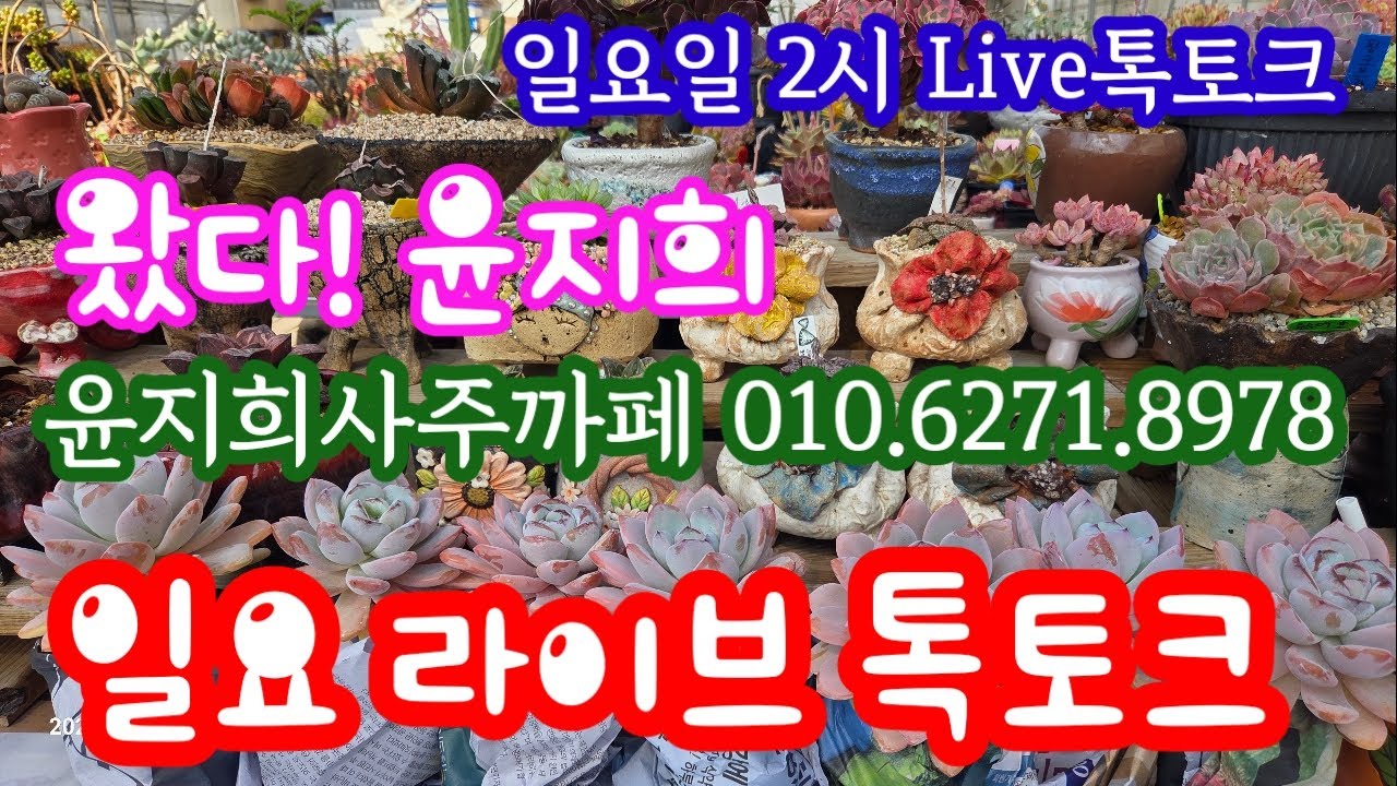 3.8.일요일 2시 윤지희 라이브 톡토크💕 왔다!   윤지희사주까페 010.6271.8978 #하월시아 #라이브판매 #라이브 #코노 #다육이 #픽