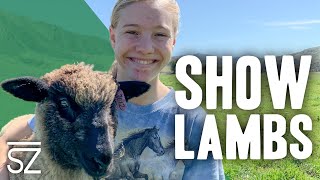 Awesome Tips for Showing Lambs