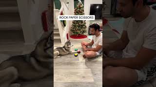 Sapphie the pomsky plays rock paper scissors screenshot 3