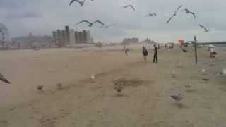 wind against flying birds