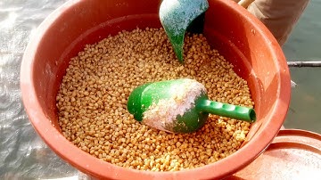 Tham quan Mô hình nuôi hàng vạn cá rô phi đường nghiệp nhờ loại thức ăn đặc biệt