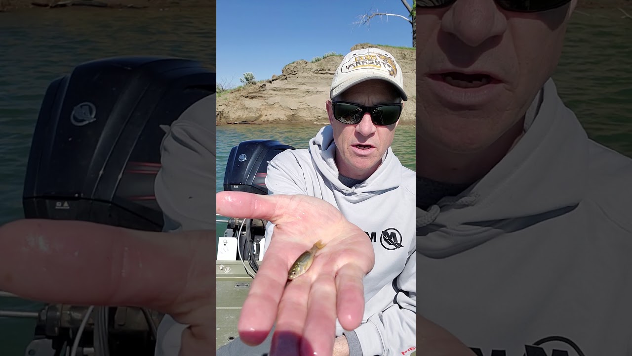 Live minnow on a lead head jig.