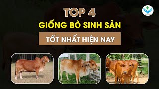 Top 4 giống bò sinh sản tốt nhất hiện nay┃Agridoctor.vn┃Bác sĩ nông nghiệp