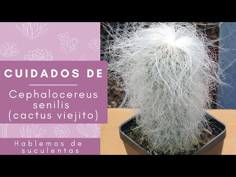 Video: Cultivo de cactus en interiores: cómo cultivar un cactus anciano