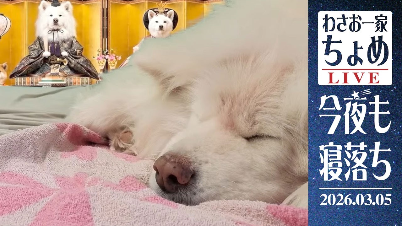 03/05 わさお一家 ちょめ  長毛秋田犬 おやすみ配信  #wasao_official