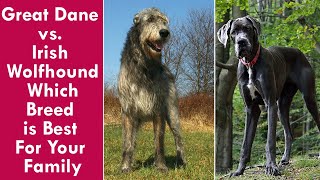 Great Dane vs. Irish Wolfhound: Which Breed is Best For Your Family