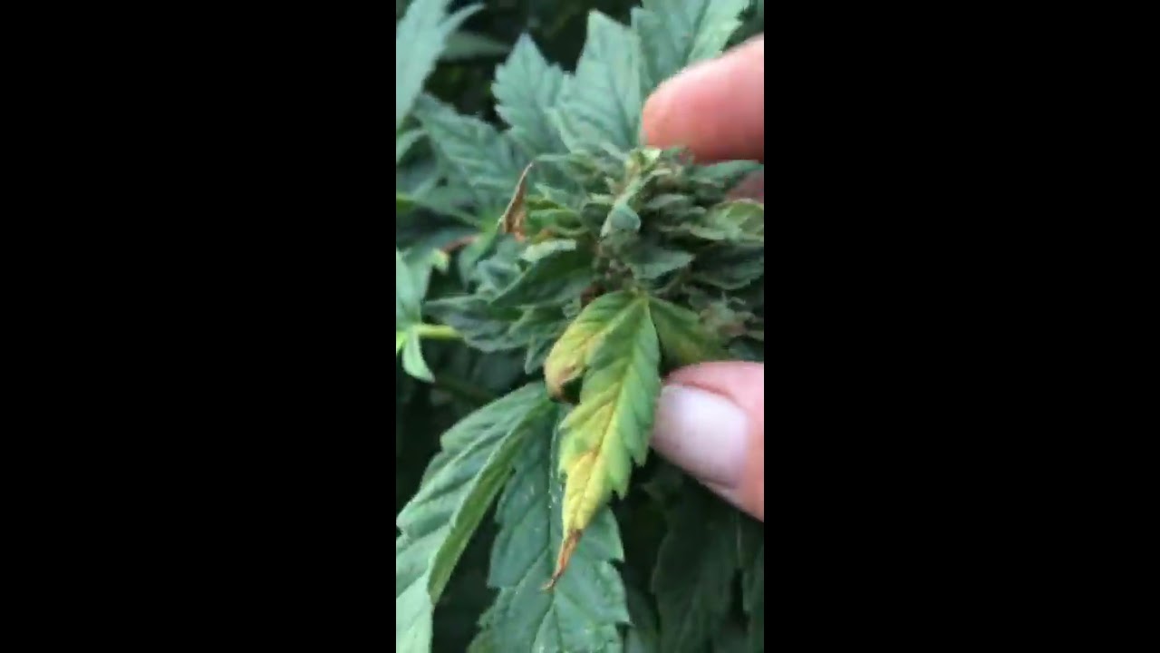 Outdoor grow indica