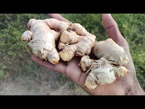 શ ય ળ મ આ ર ત ઉપય ગ કર આદ ન પ પટ પ છ નહ પડ