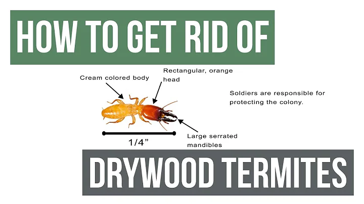 How To Get Rid of Drywood Termites Guaranteed- 4 Easy Steps - DayDayNews