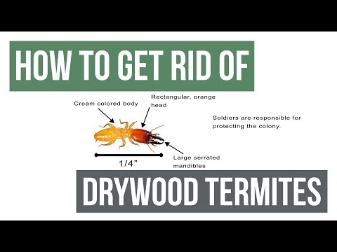 How To Get Rid Of Drywood Termites Guaranteed 4 Easy Steps Youtube