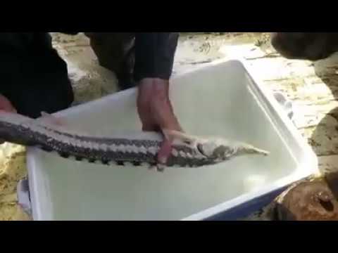 შავ ზღვაში ატლანტიკური ზუთხი დაიჭირეს