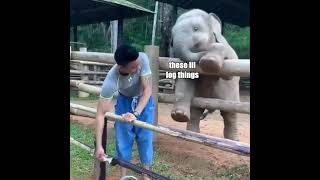 Elephant vs Man Resimi