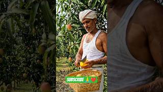 🥭 best mango farming 🥭🚜😋🥰#farming#youtubeshorts#shortsfeed#viral#viralshort#shorts#mango#ytshorts