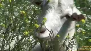Goat in the field - Коза в огороде Goat in the field - Коза в огороде