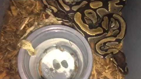 Ball python breeding update (locking)