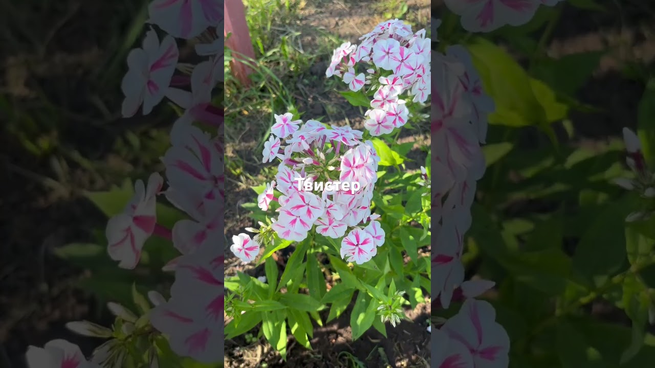 Флоксы, популярные сорта