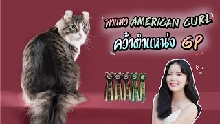 กรี๊ดหนักมาก!! Vlog พาแมว American Curl ประกวดครั้งแรก | Kaopoon Life
