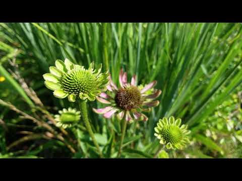 Video: Begonias Onemocnění asterových žlutých – Léčba asterových žlutých na begóniích