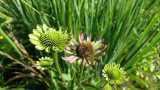 Why Your Coneflowers are Deformed Could it be Aster Yellows? What Do You Do About it?