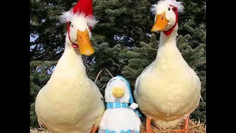 Dennis Day - Honky The Christmas Goose