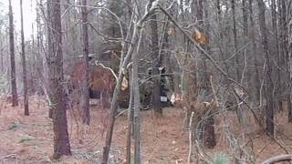 DF 703 in AL from 1 13 17  M  Posted