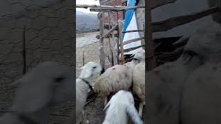 Kangal Koyunu /Hava Baya Soğuk...)