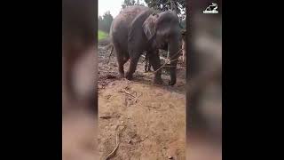 Elephant Taj Trying To Walk - Please Help!