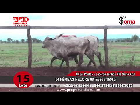 LOTE 15